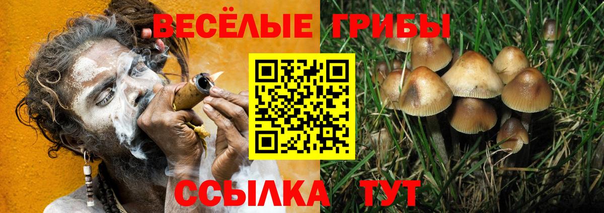Псилоцибиновые грибы Psilocybe Северобайкальск